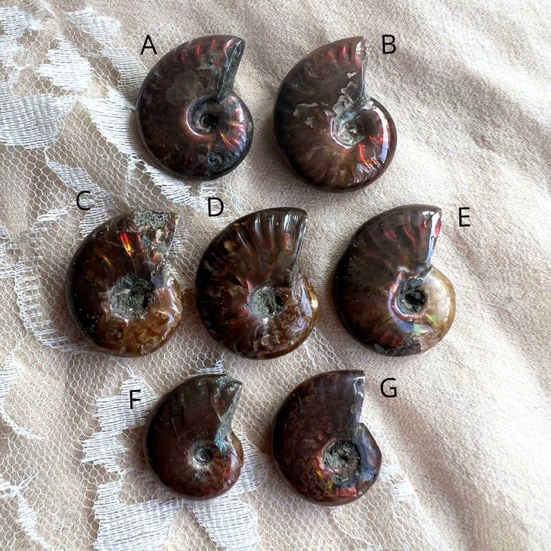Opalized Ammonite Necklace - Made to Order